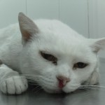 Mi gato tiene un bulto en la piel.