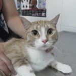 Tumores de la piel del gato (III): Mastocitoma.
