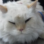 Tumores de la piel del gato (IV): Fibrosarcoma.