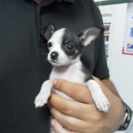 Mi perro tiene un párpado hacia adentro.