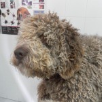 Mi perro tiene un ojo blanco.