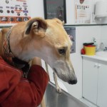 Urgencias oftalmológicas en perros.