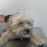 Mi perro tiene una infección por coronavirus.