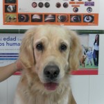 Mi perro tiene cataratas.