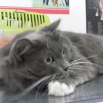 Mi gatito tiene diarrea.
