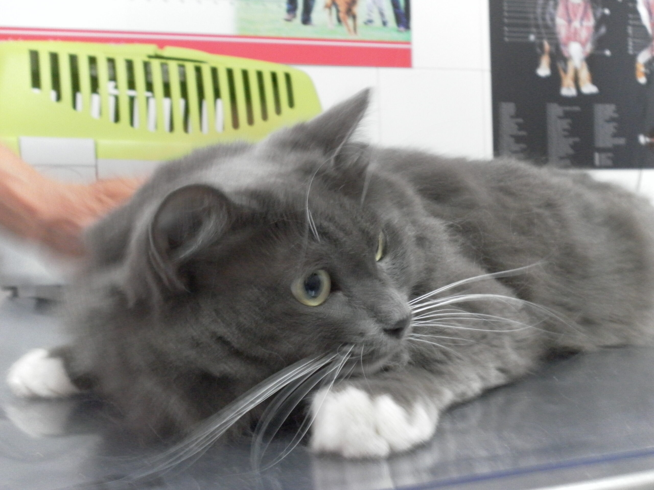 Mi Gato Ataca Al Nuevo Gatito