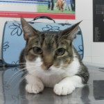 Mi gatito tiene panleucopenia felina.
