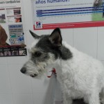 Mi perro tiene una dermatitis alérgica de contacto.