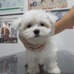Mi perro tiene una dermatitis atópica.