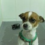 Mi perro tiene rinitis.