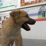 Las zonas de expansión canina.