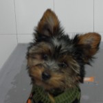 Mi perro tiene una estenosis pulmonar.
