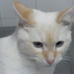 Mi gato tiene una cardiomiopatía hipertrófica.
