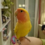 Las aves como animal de compañía.