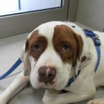 Reanimación cardiopulmonar en perros.