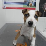 Maniobra de Heimlich en perros y gatos.