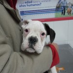 ¿Cómo se hace la reanimación cardiopulmonar en perros y gatos?