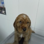¿Por qué debemos recoger los excrementos de nuestros animales?