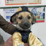 Mi perro tiene osteoartritis.