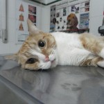 Anestesia en los gatos.