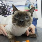Mi gato tiene dolor.