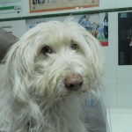 Mi perro tiene una hernia umbilical.