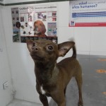 Mi perro tiene una hernia.