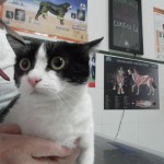 Mi gato tiene una hernia umbilical.