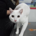 Mi gato tiene una hernia inguinal.