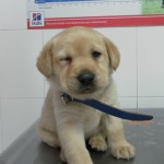 Mi perro tiene una hernia inguinal.