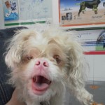 ¿Cómo se aplican las pipetas antiparasitarias a perros y gatos?