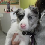 Mi perro tiene una hernia perineal.