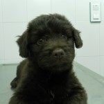 ¿Cuántas veces puedo bañar a mi perro?
