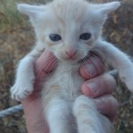 ¿Puedo bañar a mi gato?