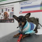 Mi perro arrastra la zona anal.