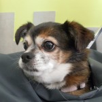 Tengo que sacrificar a mi perro.