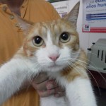 Golpe de calor en el gato.