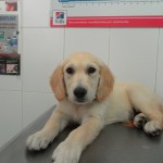 Viajar con mi perro.