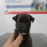 Mi perro tiene sobrepeso.