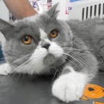 Mi gato tiene cáncer.
