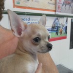 Mi perro tiene cáncer.