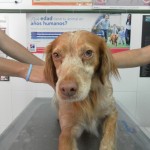 ¿Qué debe comer mi perro?
