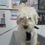 Mi perro tiene diarrea.