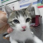 ¿Qué debe comer mi gato?