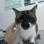 ¿Qué debe comer un gato adulto?