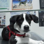 ¿Qué debe comer un perro adulto?