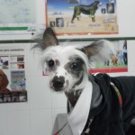 ¿Le puedo dar chocolate a mi perro?