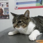 ¿Qué debe comer un gato senior?