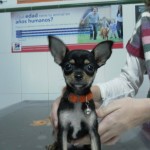 ¿Le puedo dar fruta a mi perro?