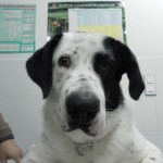 Mi perro tiene parásitos.